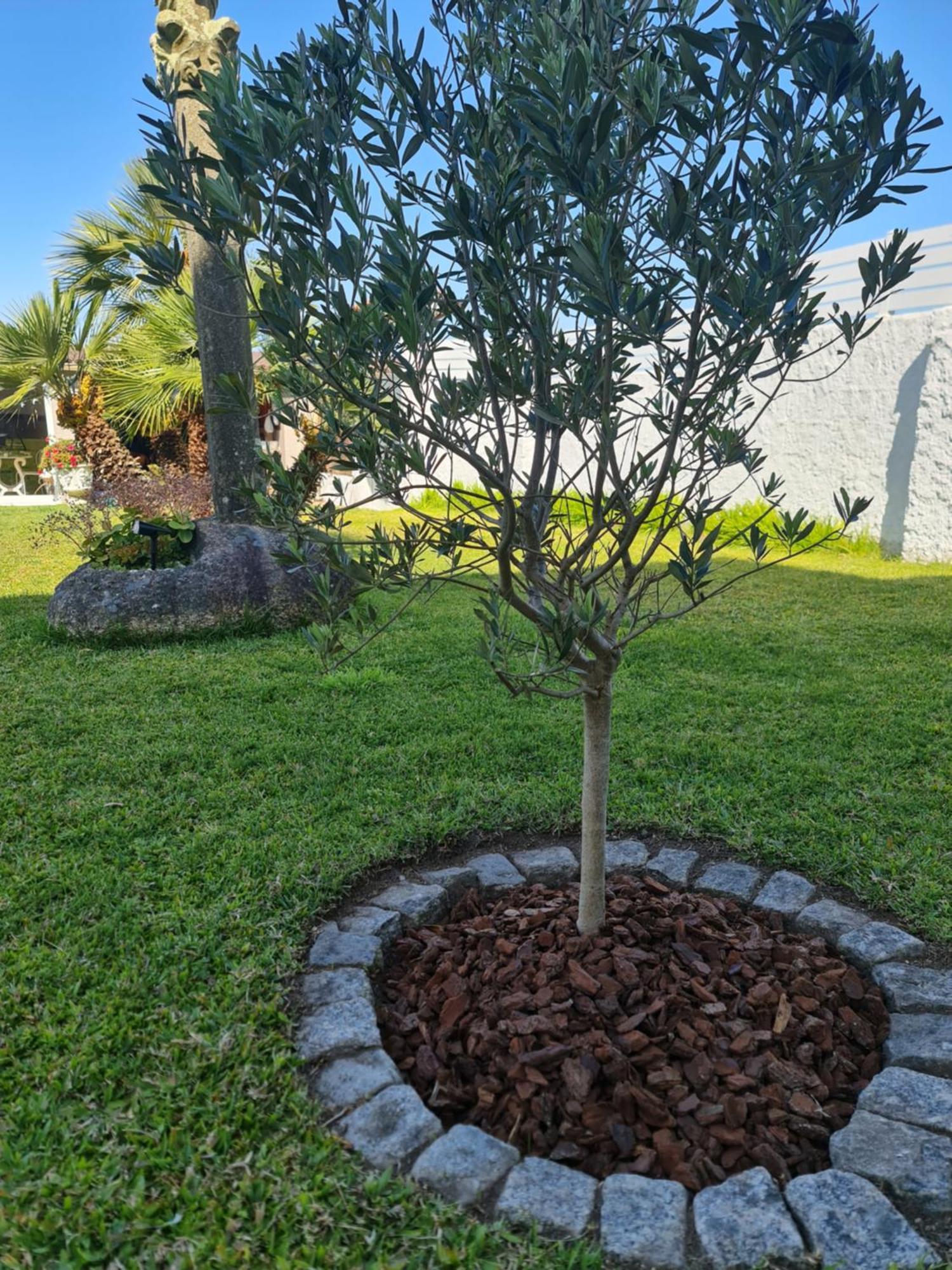Casa A Pastora Guest House Cambados Exterior photo